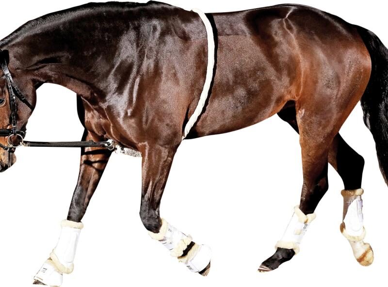 HorseGuard Soft Longeringshjælp